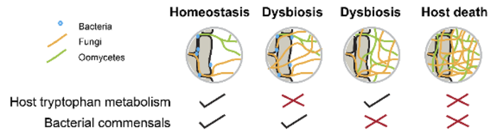The plant immune system is insufficient to protect plants from fungi
