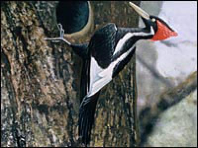 Ivory-Billed Woodpecker