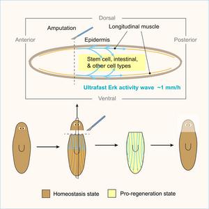 Graphical abstract