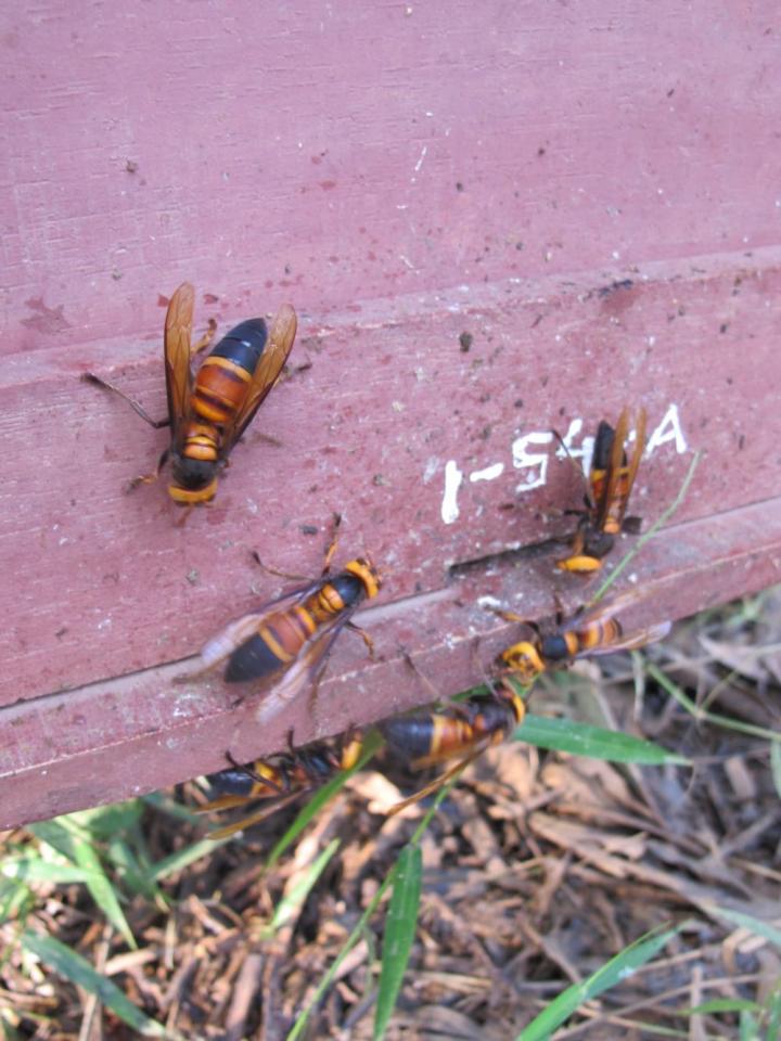 Honey bees use animal feces to deter deadly giant hornet attacks
