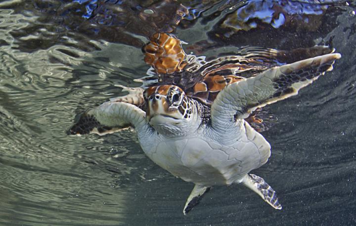 Green turtle (Chelonia mydas)