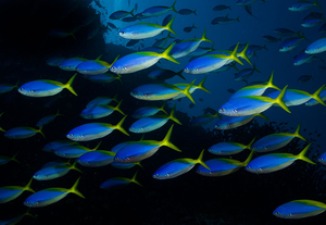 Caesio teres in Fiji