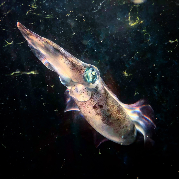 A species of oval squid, locally known as Shiro-icha, from Okinawa.