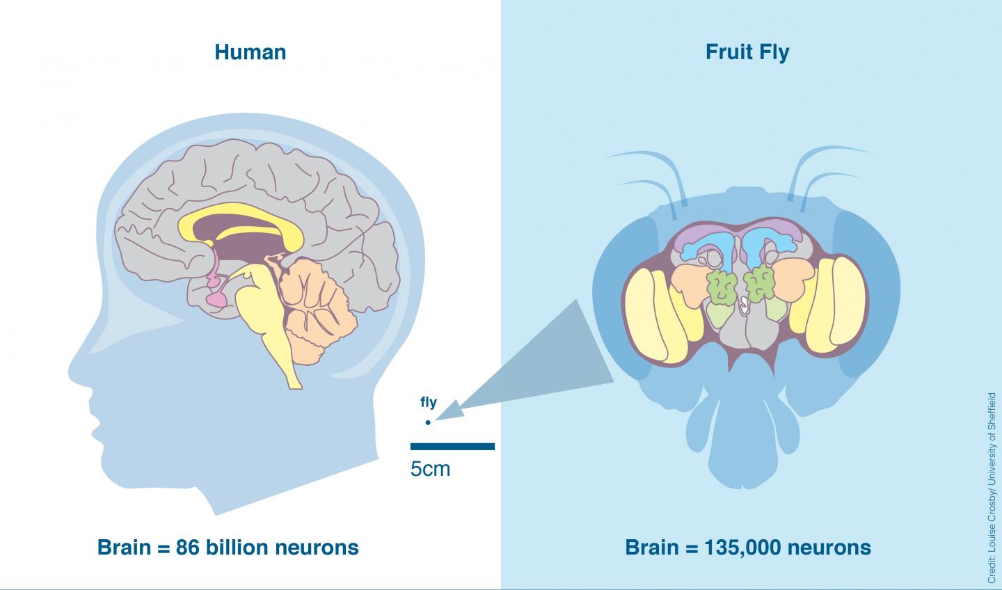 Fly Brain