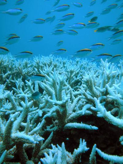 Coral Reefs Could Use Relief from Climate Change (2 of 3)