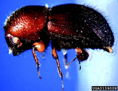 Adult Granulate Ambrosia Beetle