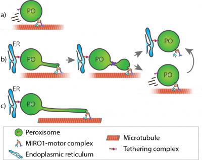 Peroxisome Research