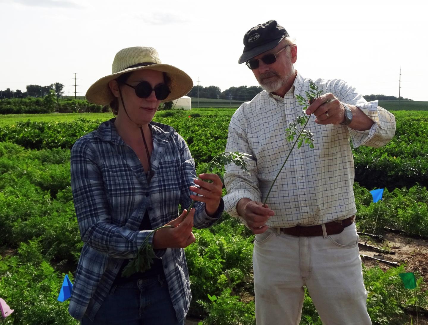 Carrot Breeders