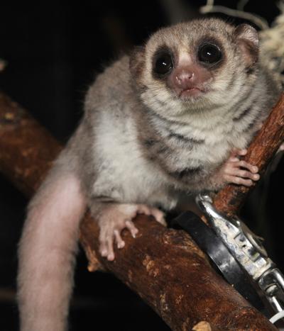 Fat-Tailed Dwarf Lemur