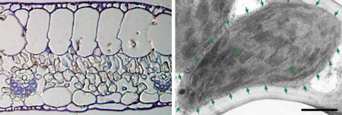 never never plant’s leaf in a light microscope (left image) and a chloroplast in a transmission electron microscope