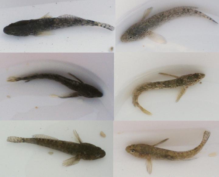 Color Change in Rock Gobies