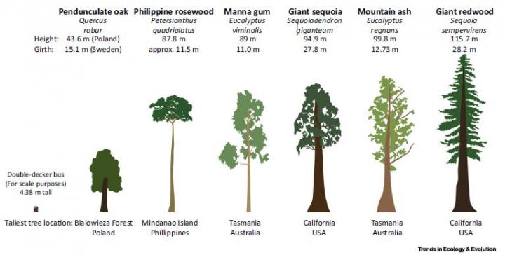 Some of the World's Largest Tree Species