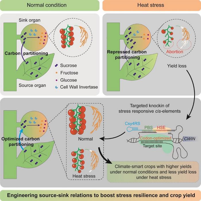 Engineering source-sink relations to create climate-smart crops with higher yields under normal conditions and stable yields under heat stress