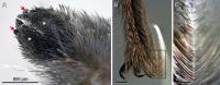 Microscope images of hairs