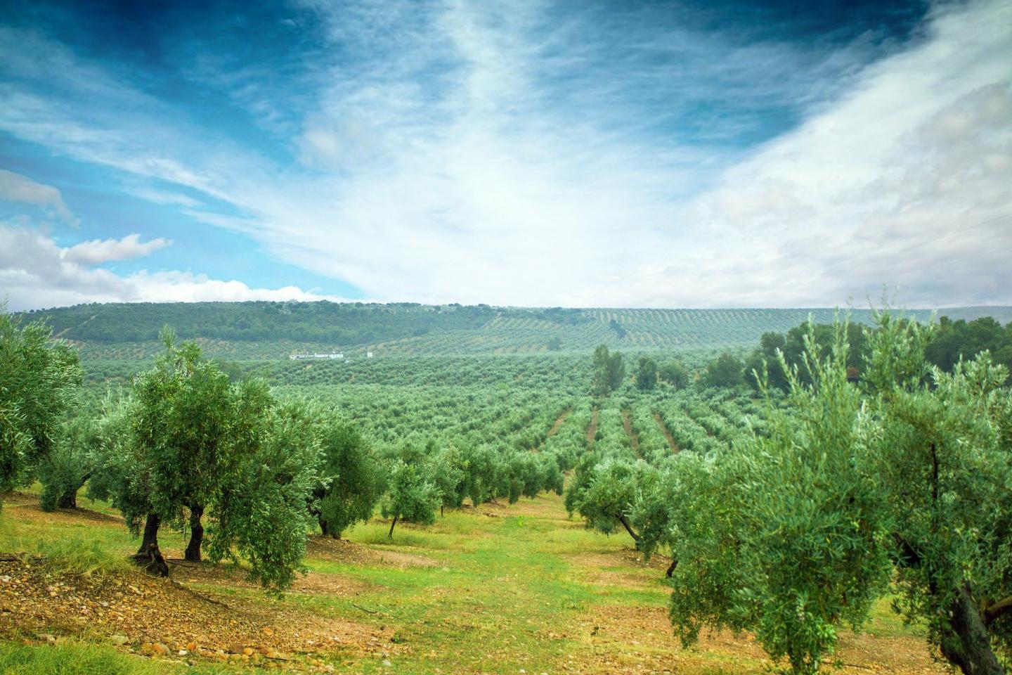 Archive image of a field of olive trees