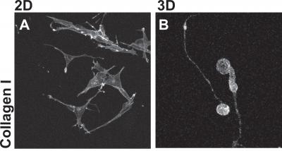 What A Difference a Dimension Makes