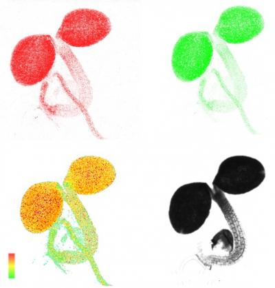 A Plastid-Localized ATP Sensor in an Arabidopsis Seedling