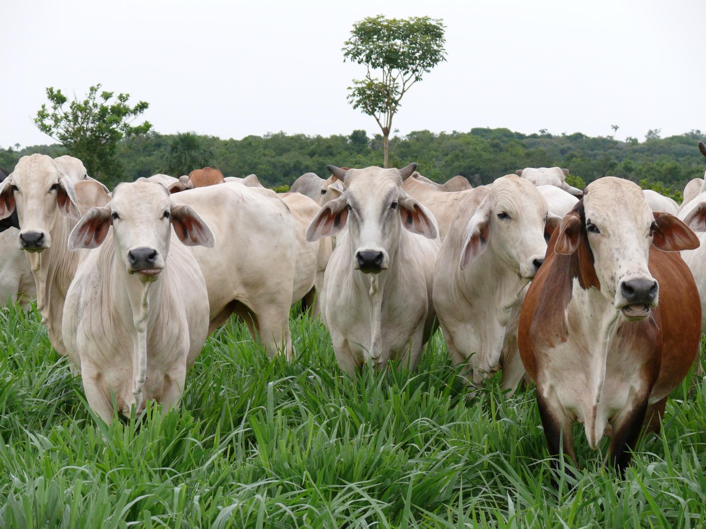 Cattle Graze New <em>Brachiaria</em> Hybrids