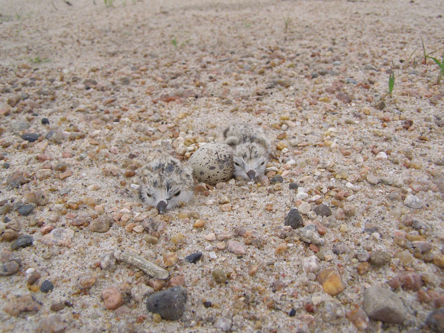 Piping Plovers Losing Breeding Habitat to Wetland Drainage
