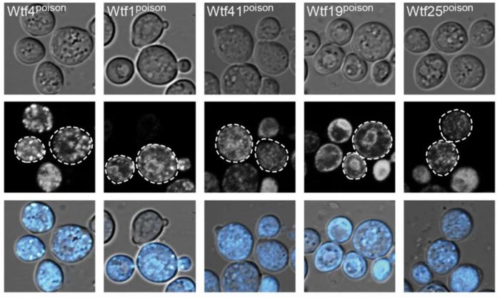 Poison proteins of the wtf genes