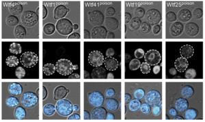 Poison proteins of the wtf genes