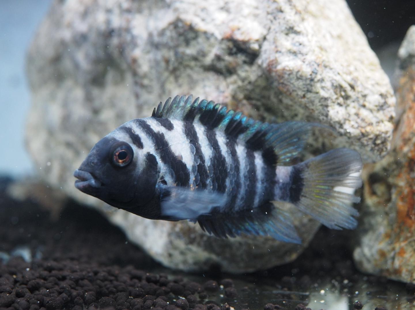 Convict cichlid fish