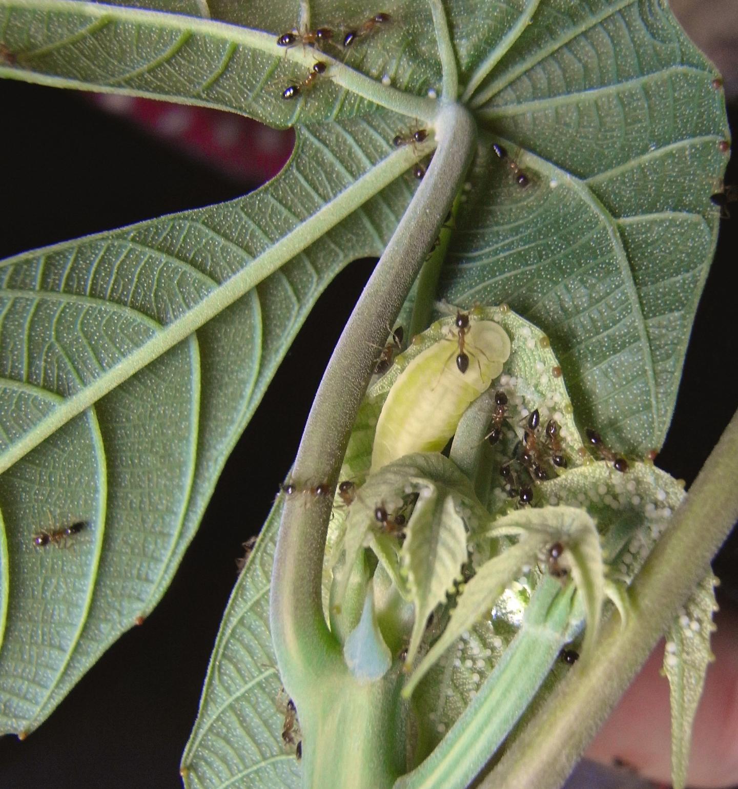 Ants and Larvae on Tree