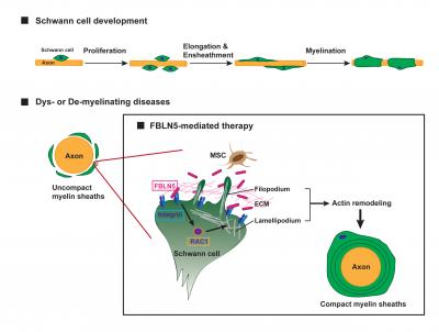 Graphical Abstract