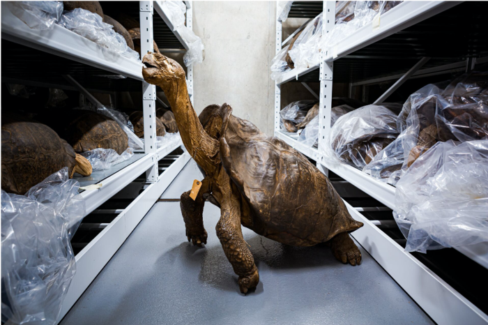 'Fantastic giant tortoise' collected in 1906