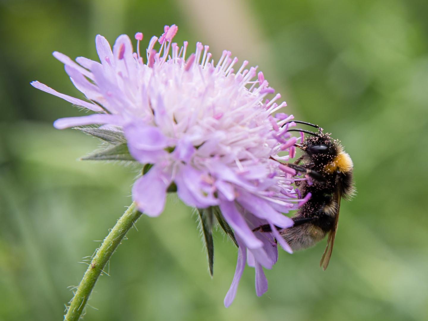 Earth bumblebee