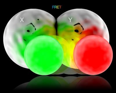 How the Brain Cell Works