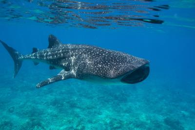 Whale Shark