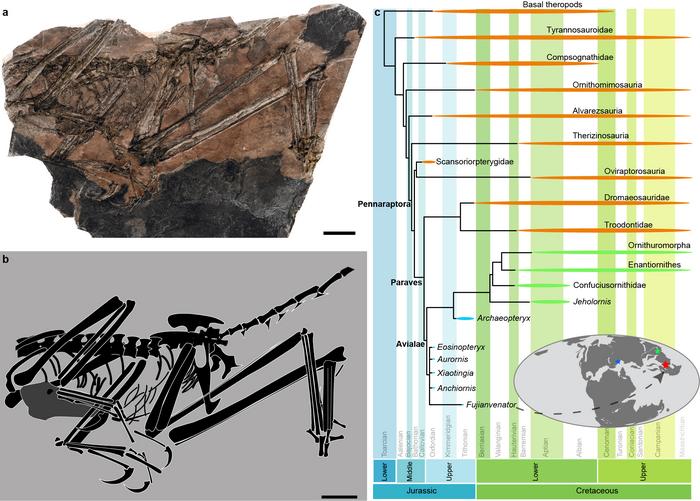 Photograph and interpretive line drawing of the 150-million-year-old avialan theropod Fujianvenator prodigiosus