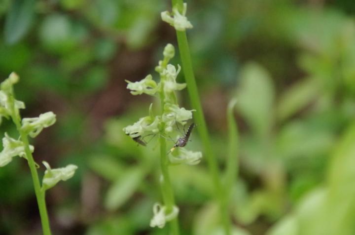 Mosquito on Orchid