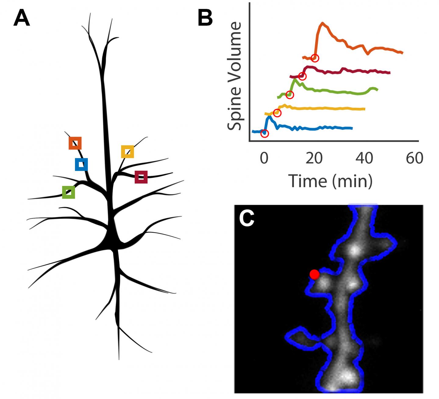 Automated Tracking and Uncaging of Multiple Dendritic Spines