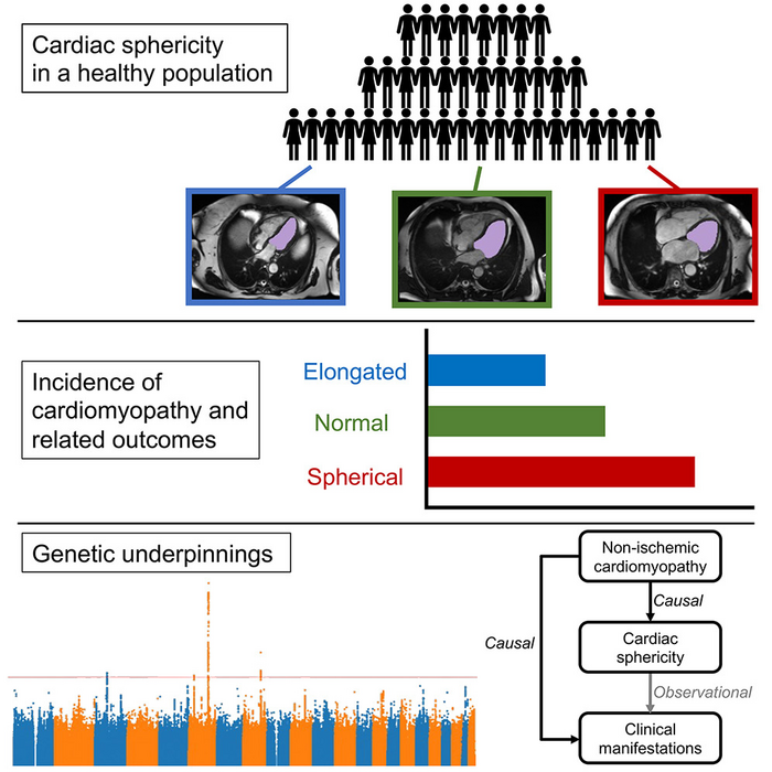 Deep learning-enabled analysis of medical images identifies cardiac sphericity as an early marker of cardiomyopathy and related outcomes