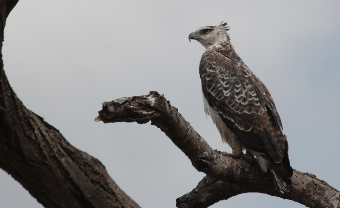 Spoon-billed Sandpiper