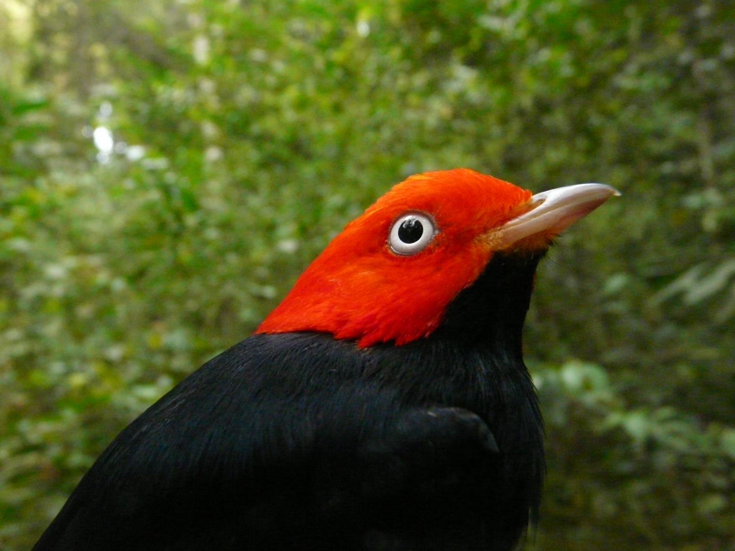 Red-capped Manakin