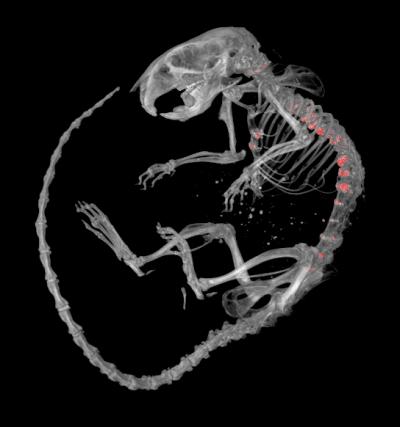 New Arthritis Mouse Model