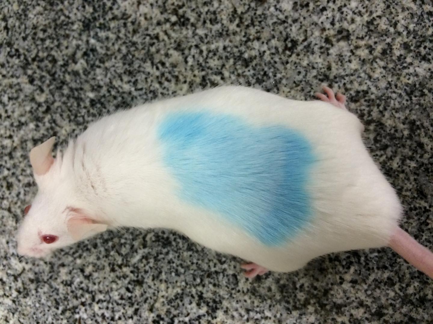 Ad libitum Diet Mouse