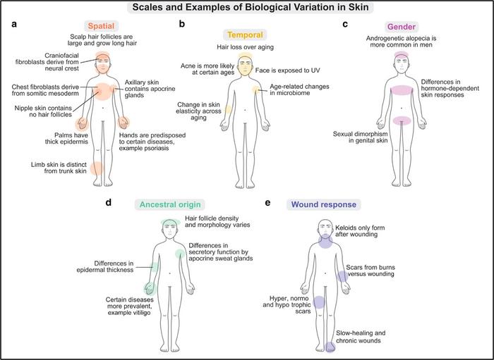 The many scales of biological variation in the skin that we predict will have a significant effect on transcriptional heterogeneity