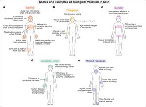 The many scales of biological variation in the skin that we predict will have a significant effect on transcriptional heterogeneity