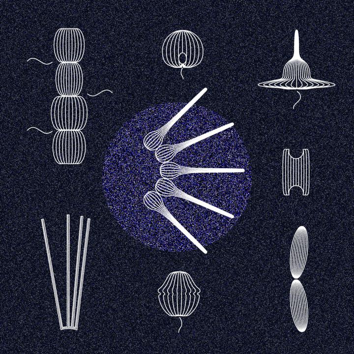 Marine Microbes are Diverse