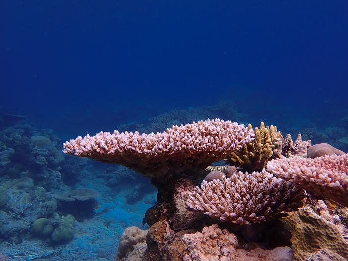 Coral reef