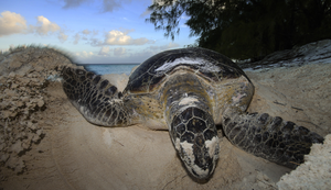 A nesting green turtle