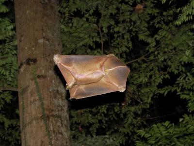 Colugos Are Primates Closest Kin (2 of 3)