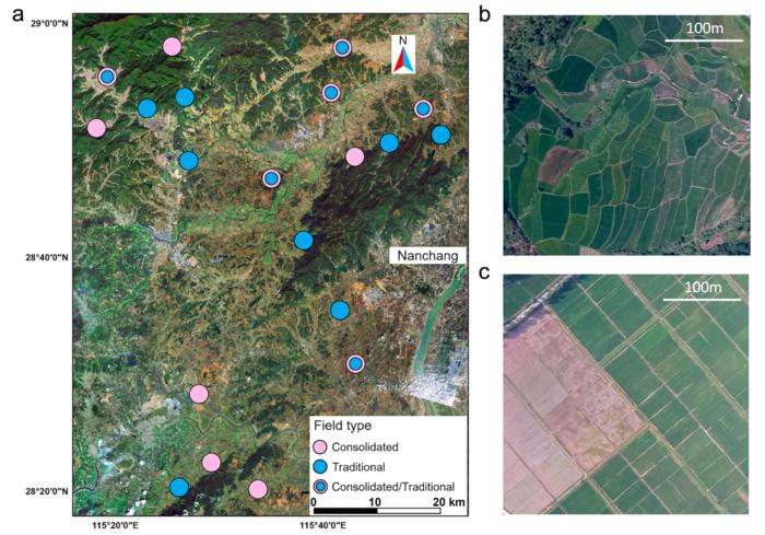 Land consolidation impacts the abundance and richness of natural enemies but not pests in small-holder rice systems