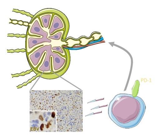 How the Immune System Keeps the Epstein-Barr Virus in Check