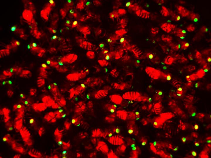 HomeR engineered flies