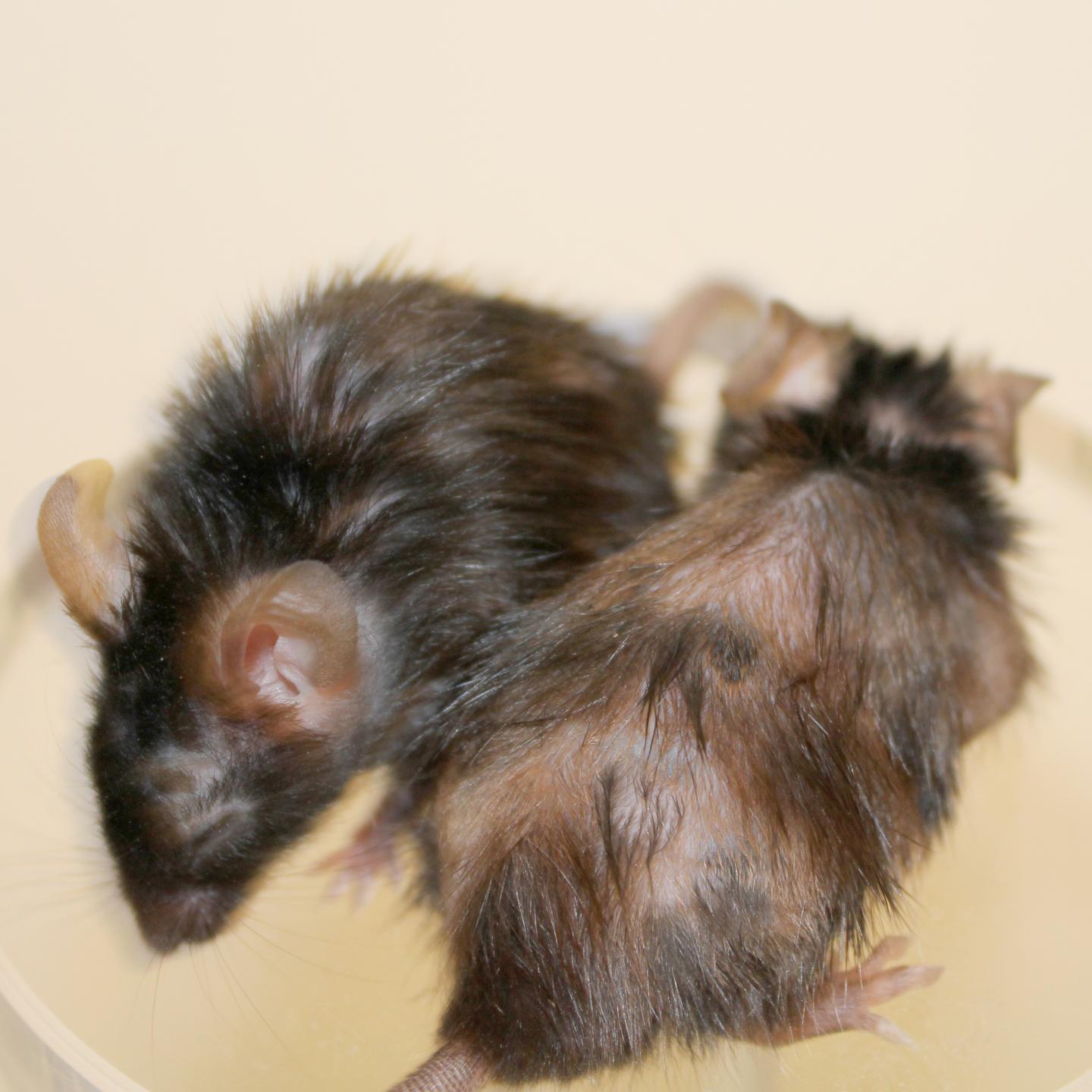 FOXO4 Peptide and Mouse Fur Regrowth